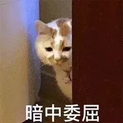 暗中委屈小猫表情符号动图GIF